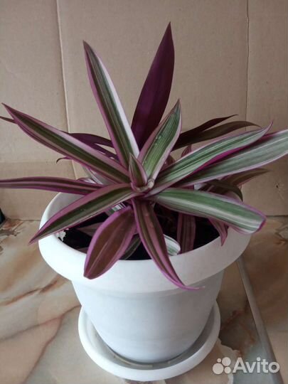 Рео(Кордилина)