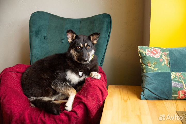 Собака в добрые руки отдам бесплатно