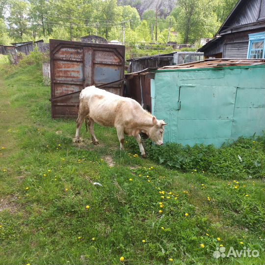 Продам корову первотелка