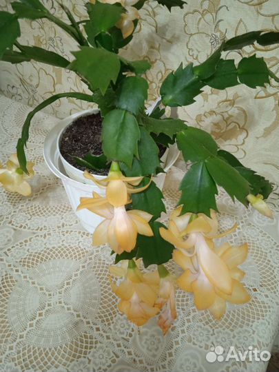 Комнатные цветы