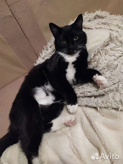 Кошка в добрые руки