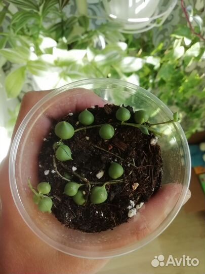 Крестовник Роули