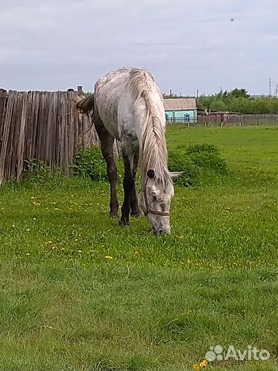 Орловская кобыла
