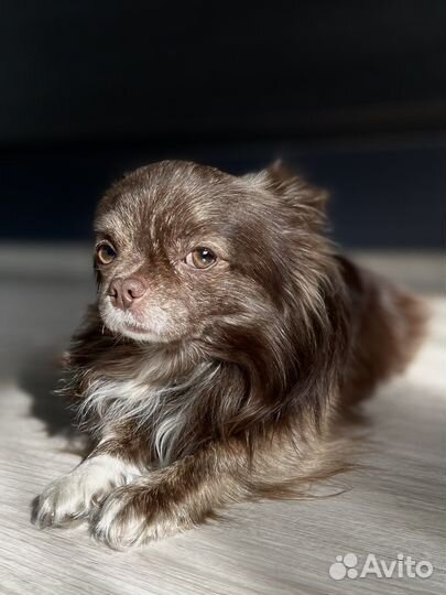 Кобель чихуахуа для вязки