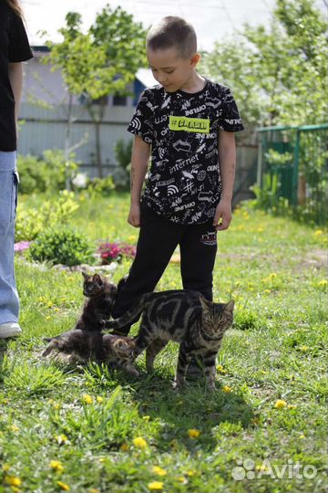 Котятки в добрые руки