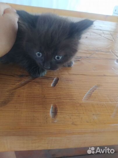 Кошка
