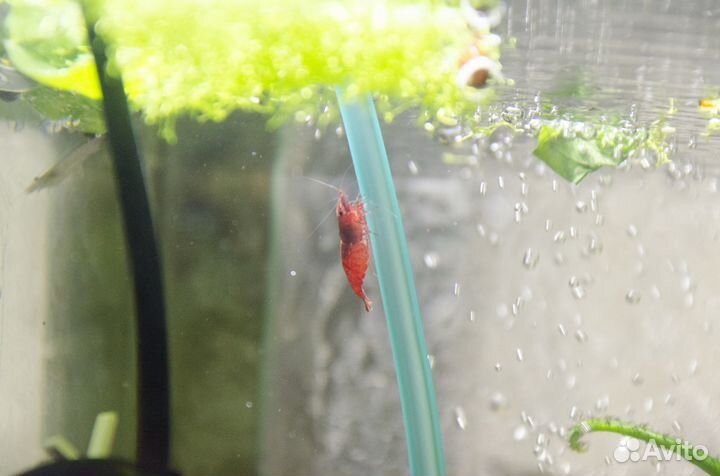 Аквариумные рыбки