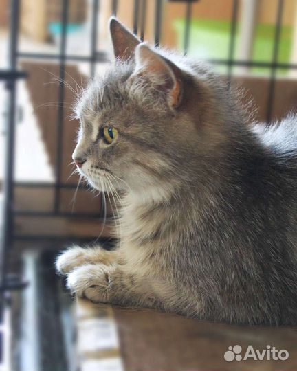 Подарите шанс стать домашней