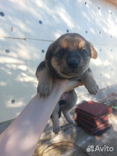 Собака в добрые руки щенок