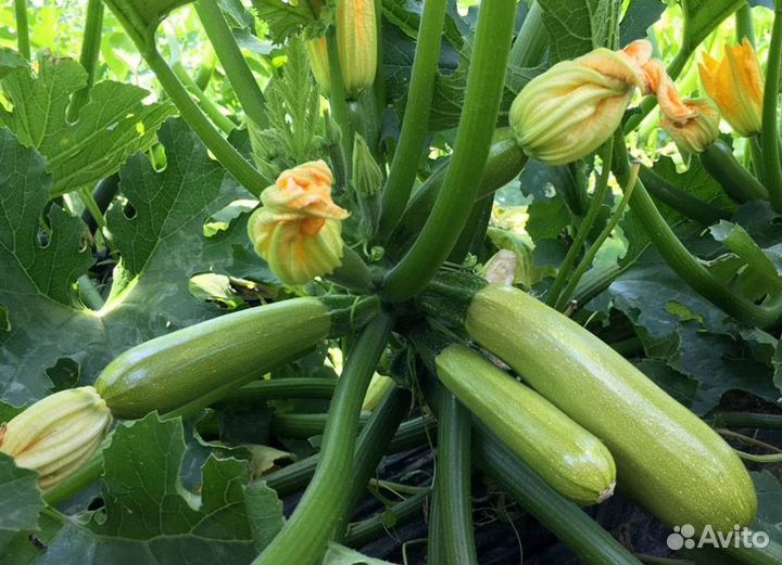 Кабачок кустовой 