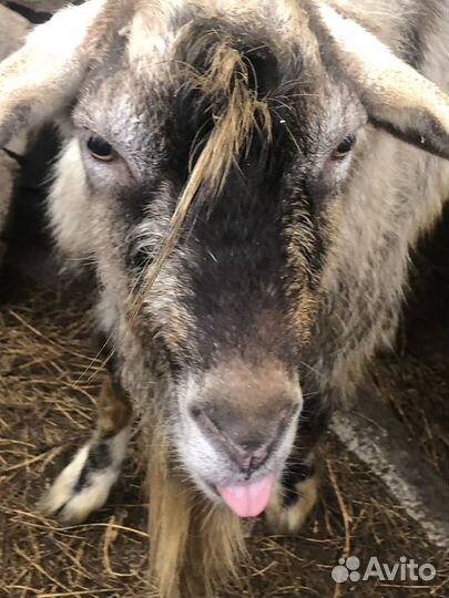 Козел зааненский