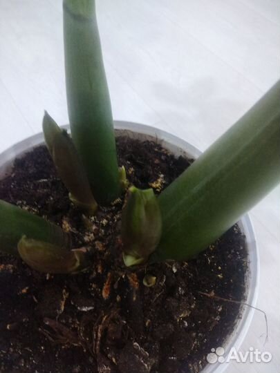 Замиокулькас