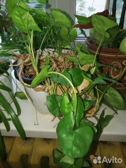 Комнатные цветы