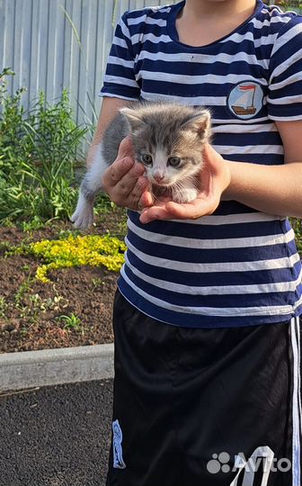 Котята бесплатно