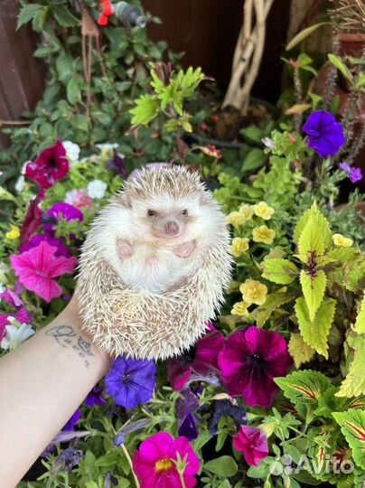 Африканский ежик