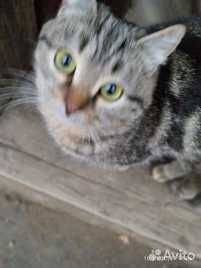 Красавица кошечка