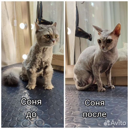 Грумер. стрижка собак и кошек. экспресс линька