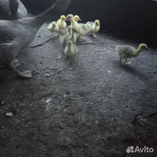 Гуси с гусятами