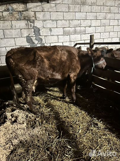 Коровы на мясо