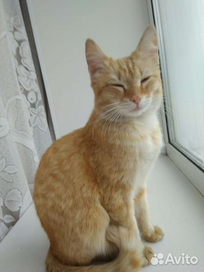 Молодой кастрированый котик