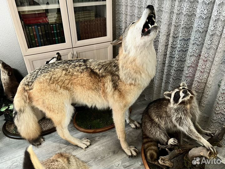 Волк чучело