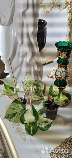 Сциндапсус Хеппи Лиф