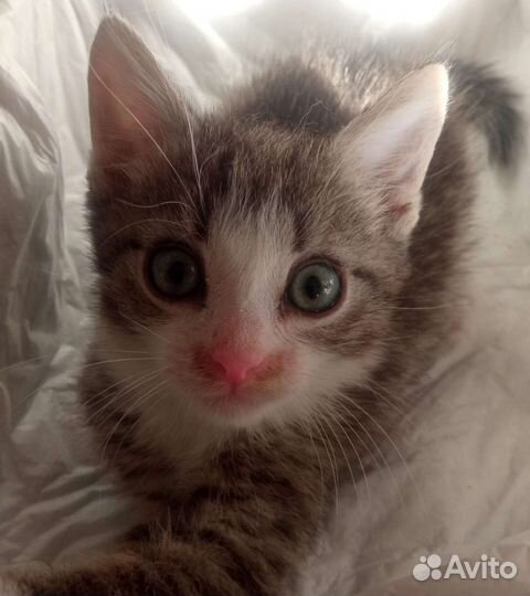 Отдам котенка