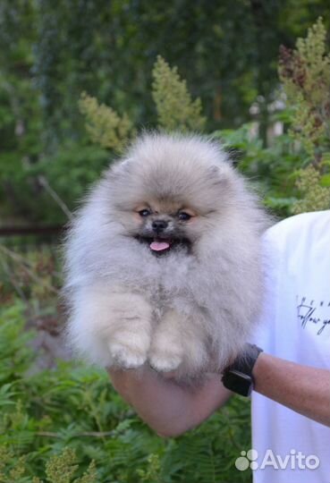 Шпиц мини мальчик