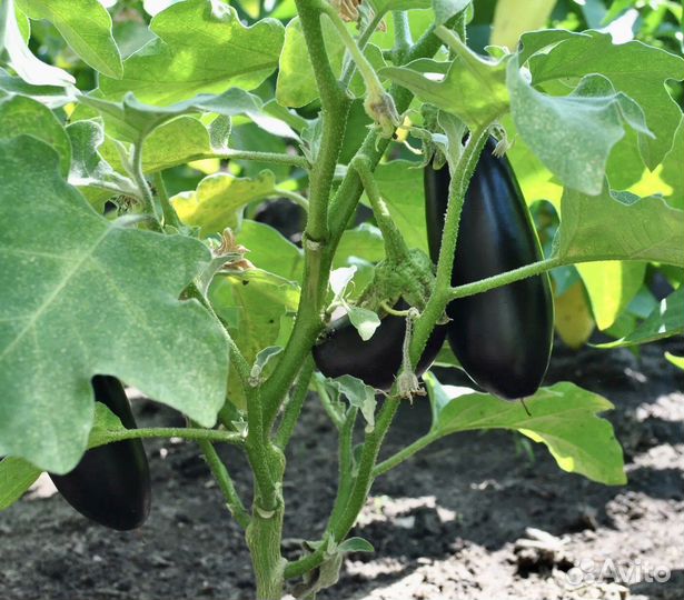 Семена Сортовых Баклажан 2 сорта