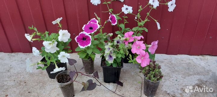 Набор растений