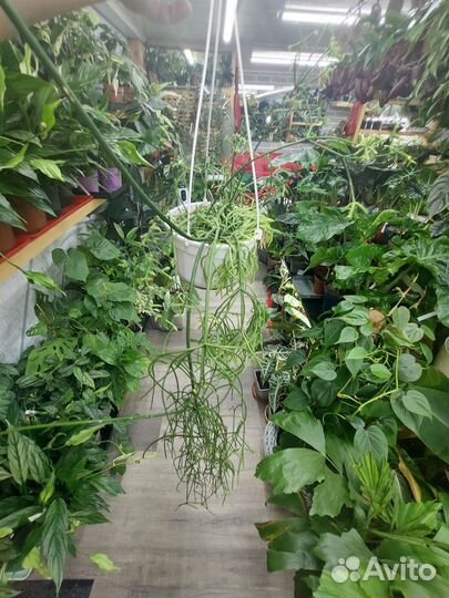 Рипсалис d 15