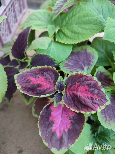 Колеусы вегетативные