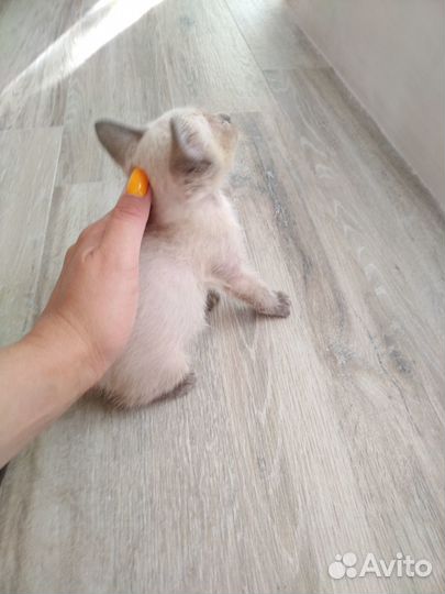Отдам в добрые руки котика