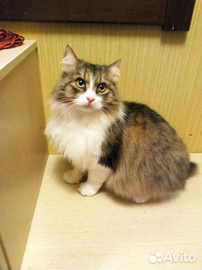 Котик Фомич