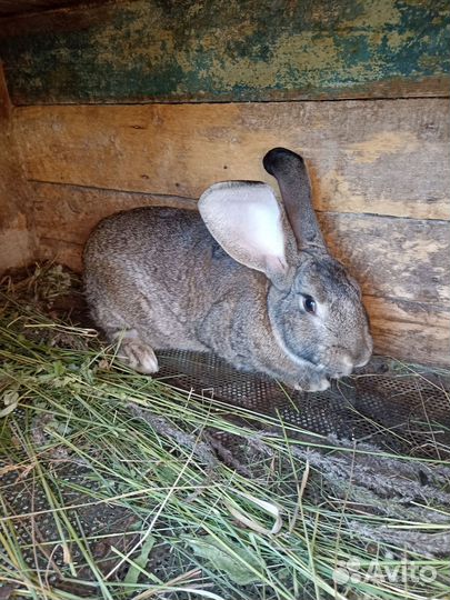 Крольчата, кролики самки