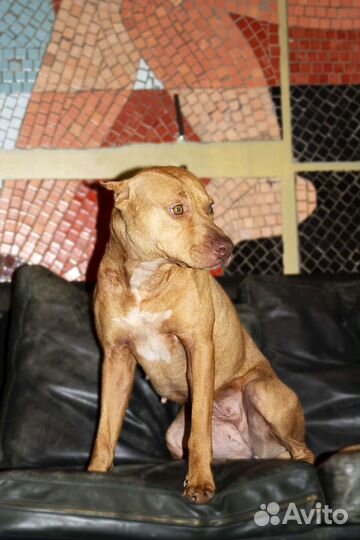 Питбультерьер