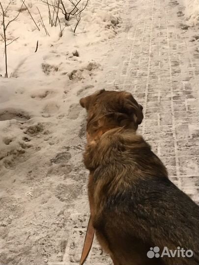 Отдам собаку в добрые руки