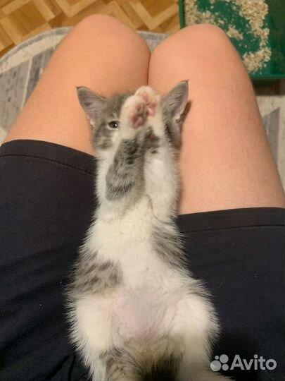 Котята в добрые руки бесплатно