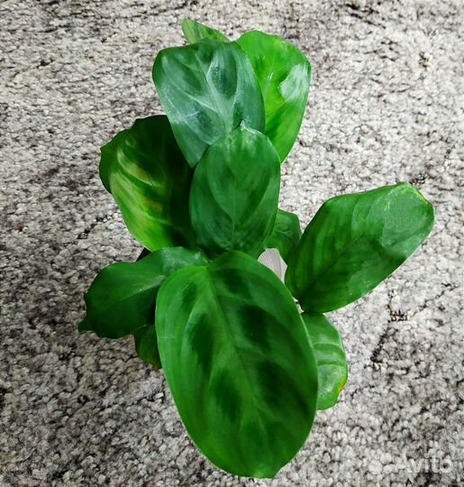 Калатея, маранта, ктенанта