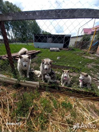 Аляскинский маламут