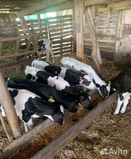 Телята бычки