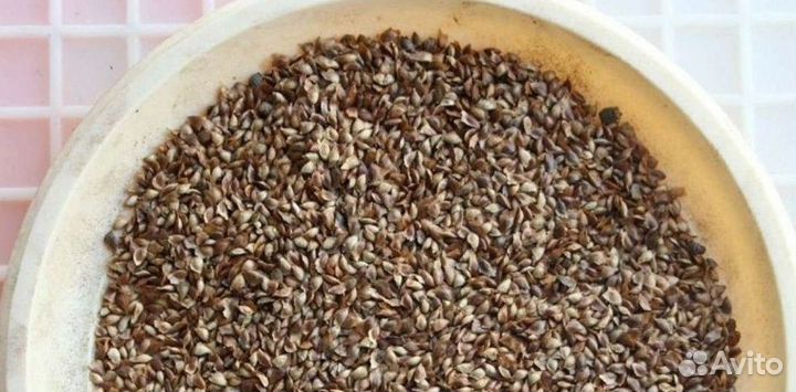 Семена / Сосна обыкновенная