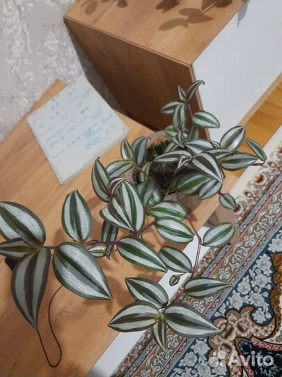 Комнатные цветы