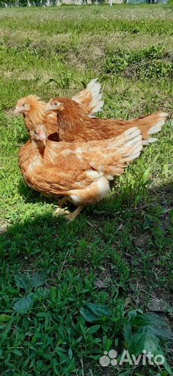 Куры молодки несушки