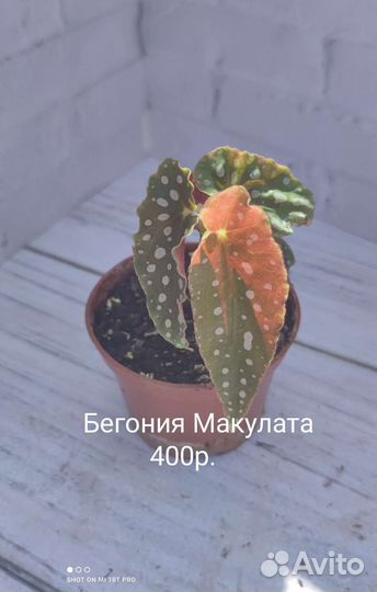 Бегония Макулата