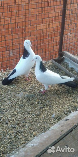 Голуби