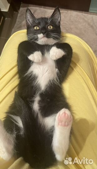 Самый ласковый котенок 3мес