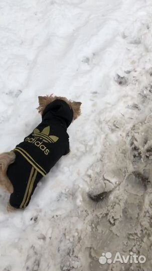 Одежда для собак