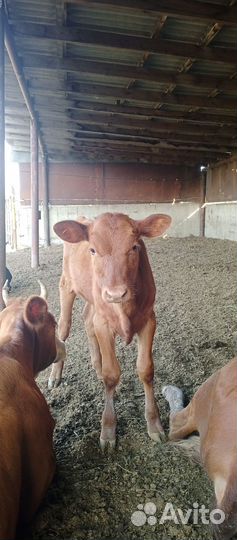 Корова и телята