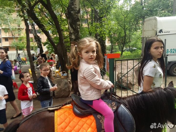 Лошади и пони на праздник, День рождения, свадьбу